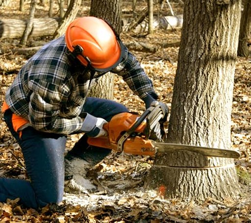 Tree Removal in Union Center, WI